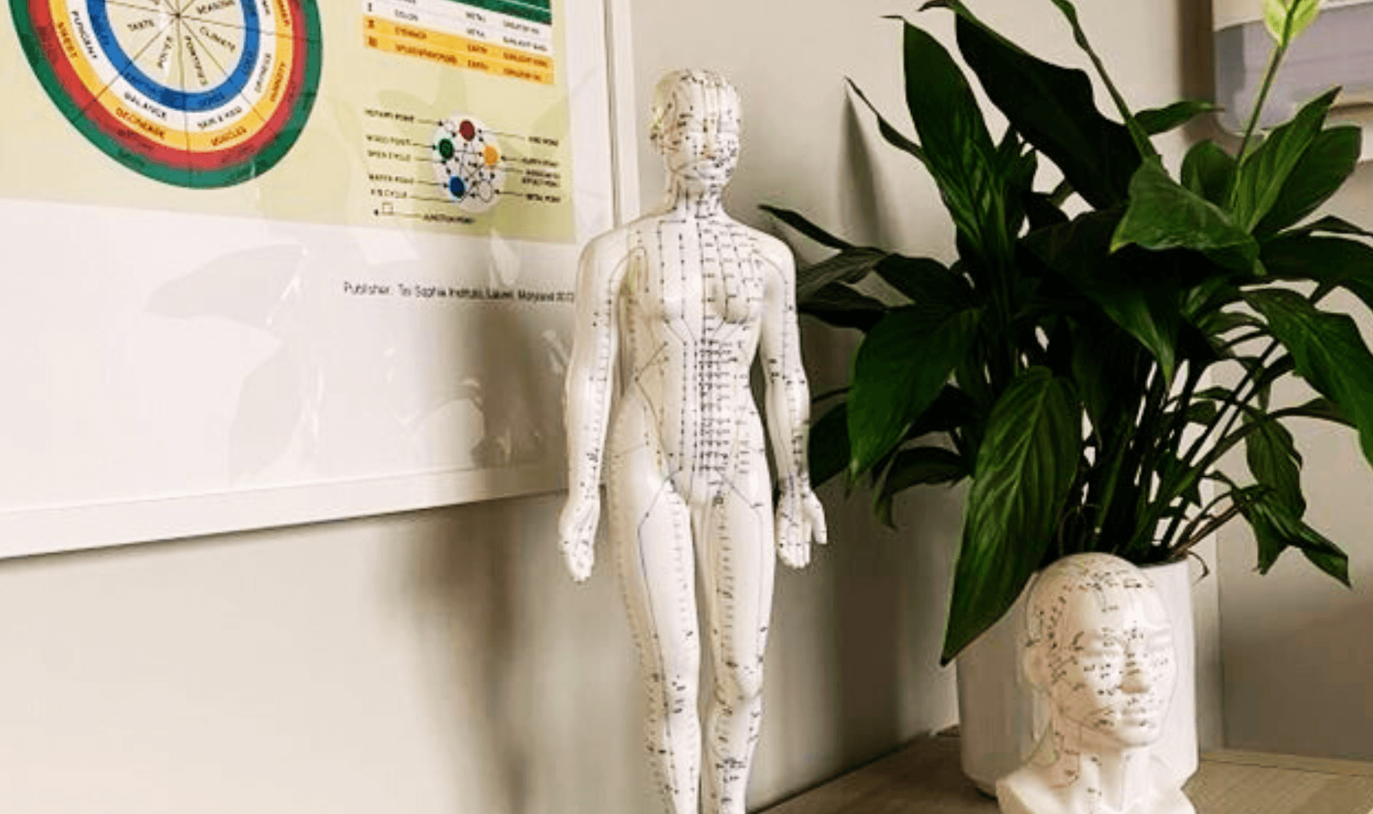 Human body model at The Bridge Centre for Natural Health, Mickleover, Derby