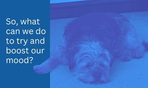 blue washed sulking dog image