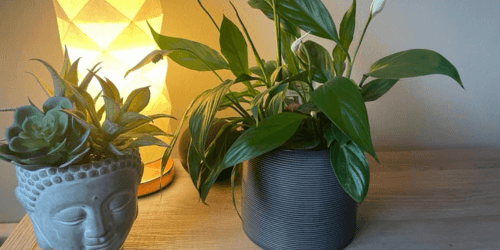 Plants at The Bridge Centre for Natural Health, Mickleover, Derby